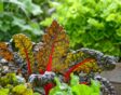 Snijbiet in moestuinbak