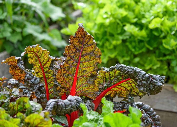 Snijbiet in moestuinbak