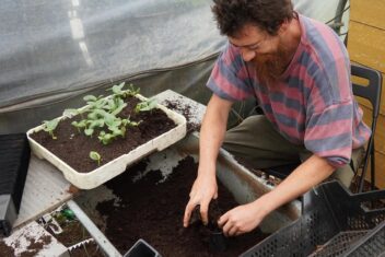 Kweker Maarten pot zaailingen van Luffa op in de serre.