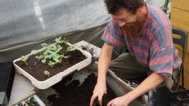 Kweker Maarten pot zaailingen van Luffa op in de serre.