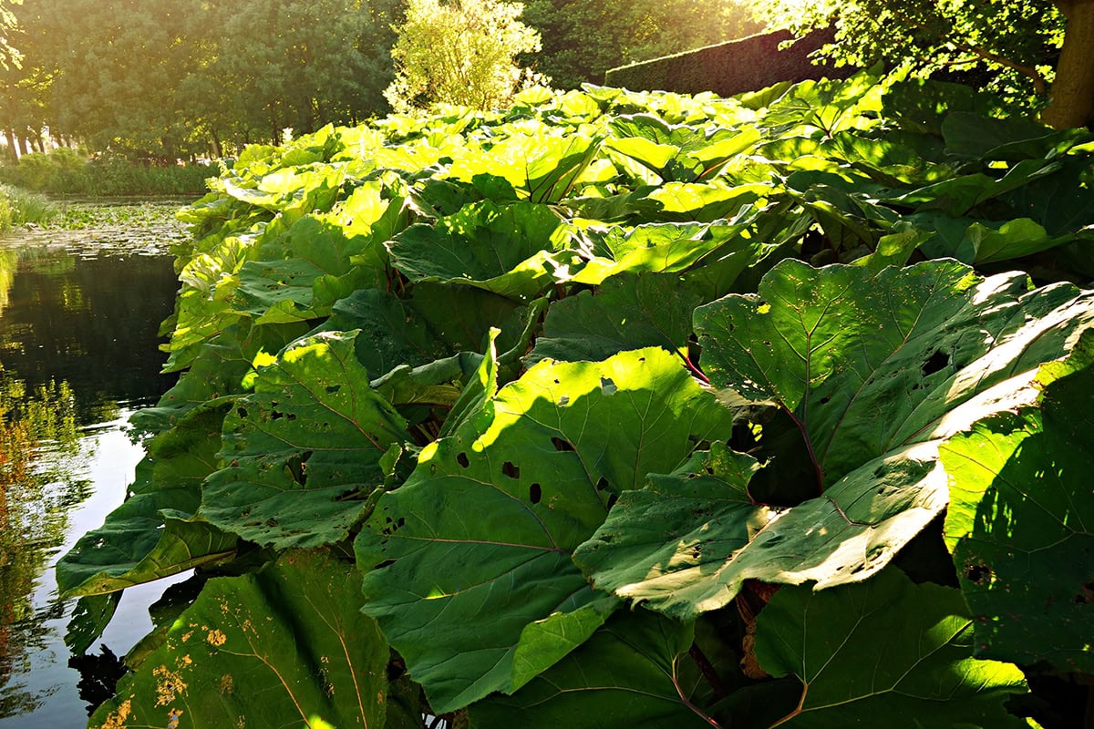 Grote groene bladeren in zonlicht langs water