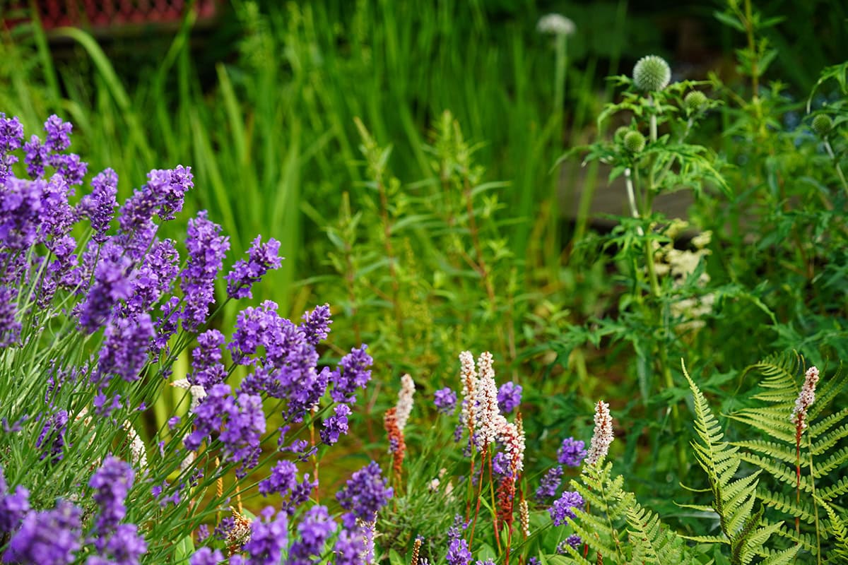 Verschillende planten in plantenbak.