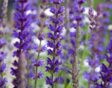 De paarse lange bloemen van Salvia nemorosa.