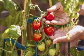 Iemand oogst een rode tomaat van een tak.