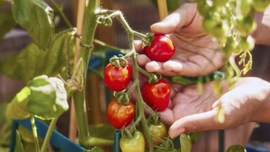 Iemand oogst een rode tomaat van een tak.