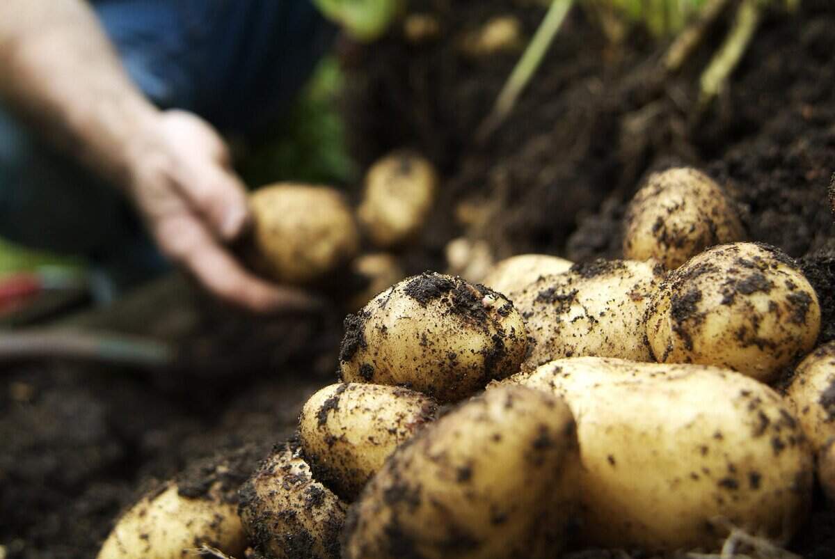 Wanneer aardappels oogsten? Zo herken je het juiste moment - Gardeners