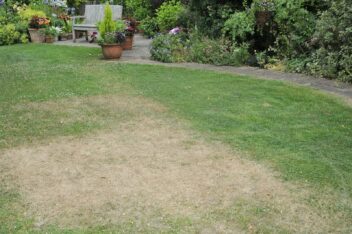 bruin gazon bij droogte