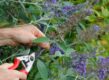 iemand snoeit met snoeischaar de oude bloemen van vlinderstruik