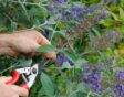 iemand snoeit met snoeischaar de oude bloemen van vlinderstruik
