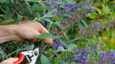 iemand snoeit met snoeischaar de oude bloemen van vlinderstruik