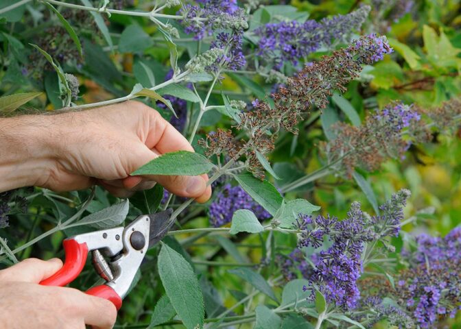 iemand snoeit met snoeischaar de oude bloemen van vlinderstruik