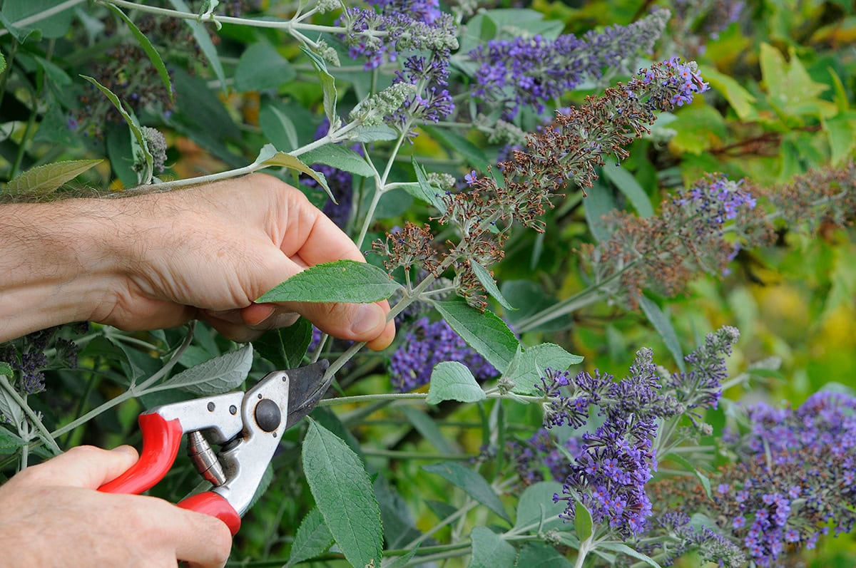 iemand snoeit met snoeischaar de oude bloemen van vlinderstruik
