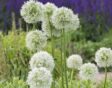Meerdere witte alliums in bloei tegen een groene en paarse tuin.