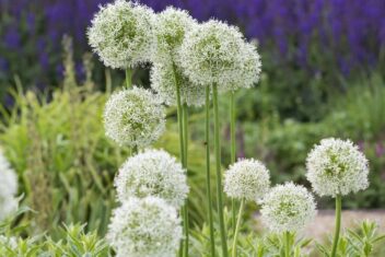 Meerdere witte alliums in bloei tegen een groene en paarse tuin.