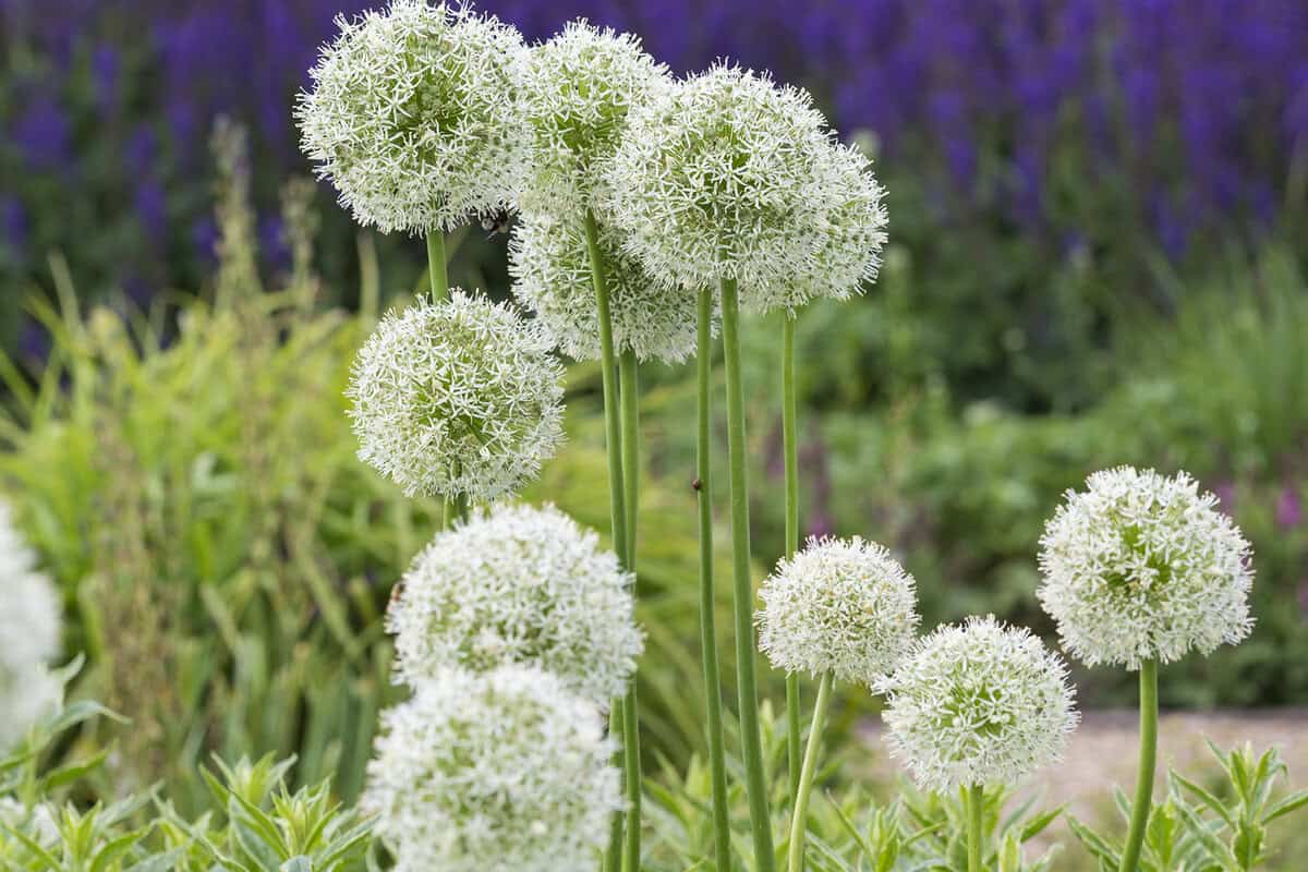 Meerdere witte alliums in bloei tegen een groene en paarse tuin.