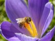 Close-up van een paars krokus met een geeloranje hart waar een bij op zit.