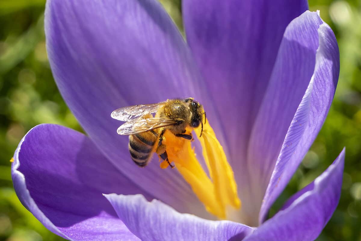 Close-up van een paars krokus met een geeloranje hart waar een bij op zit.