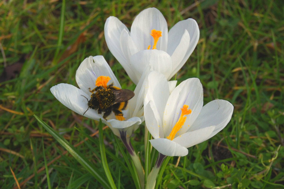 Drie witte krokussen met op eentje een bij.
