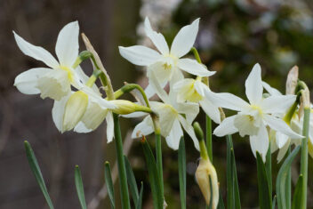 Wit met zacht-gele narcissen op een veld buiten.