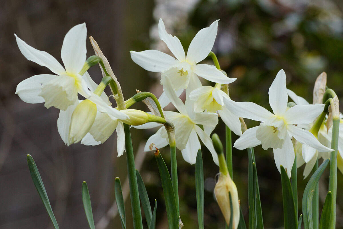 Wit met zacht-gele narcissen op een veld buiten.