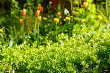 lichtgroene blaadjes met witte bloemen en tulpen op de achtergrond.