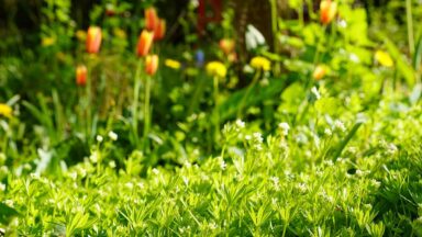 lichtgroene blaadjes met witte bloemen en tulpen op de achtergrond.