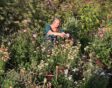 Brenda kopt bloemen in haar pluktuin.