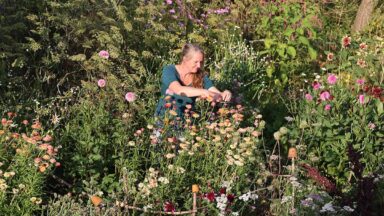 Brenda kopt bloemen in haar pluktuin.