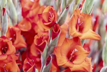 Een bos oranje-rode gladiolen van dichtbij.