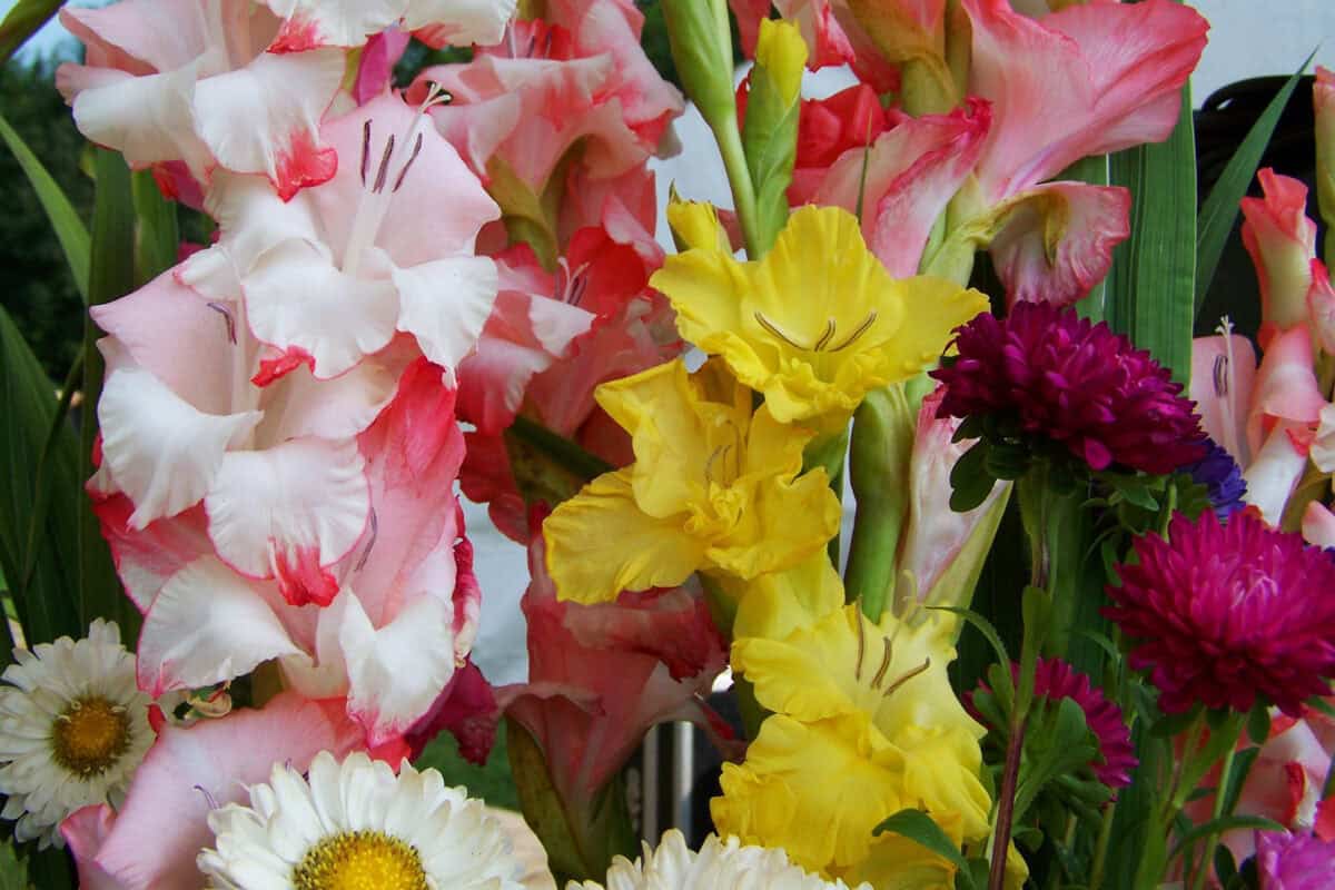 Een bos zomerbloemen met gladiolen, dicht op elkaar in de vaas.