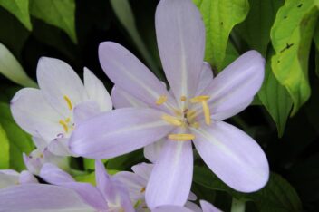 De zachtroze bloem van herfsttijllozen.