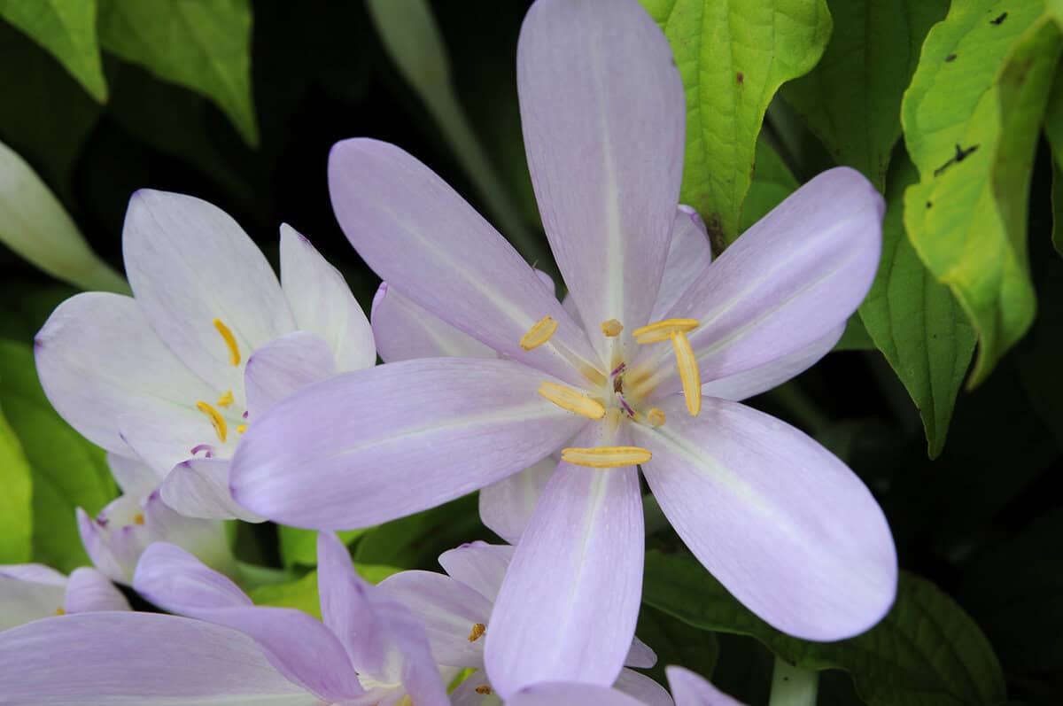 De zachtroze bloem van herfsttijllozen.
