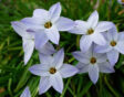 De witte, lieflijke bloemetjes in stervorm van de Ipheion uniflorum
