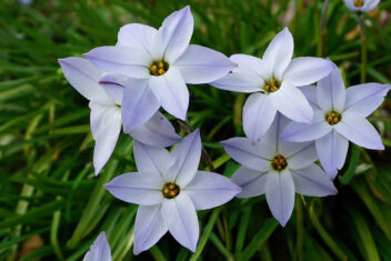 De witte, lieflijke bloemetjes in stervorm van de Ipheion uniflorum