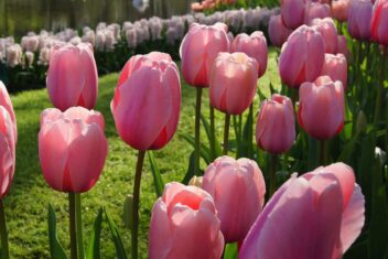 Meerdere zalmroze tulpen in de zon op een veld.