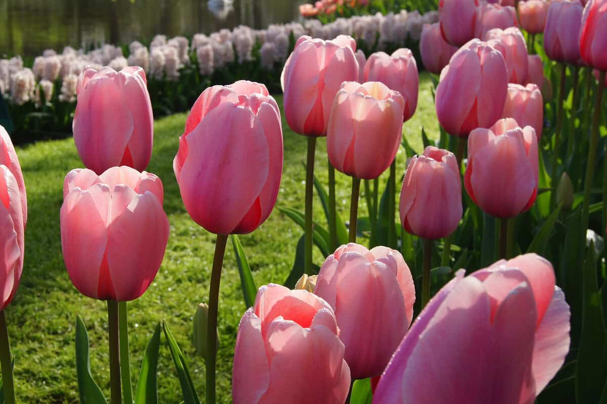 Meerdere zalmroze tulpen in de zon op een veld.