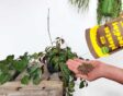 Iemand schudt wolkorrels uit een geelbruine verpakking van ORO wolkorrel