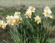 Wit met gele narcissen op een veld.