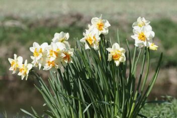 Wit met gele narcissen op een veld.