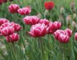 Roze met witte tulpen met lange steel, op een veld met gras.