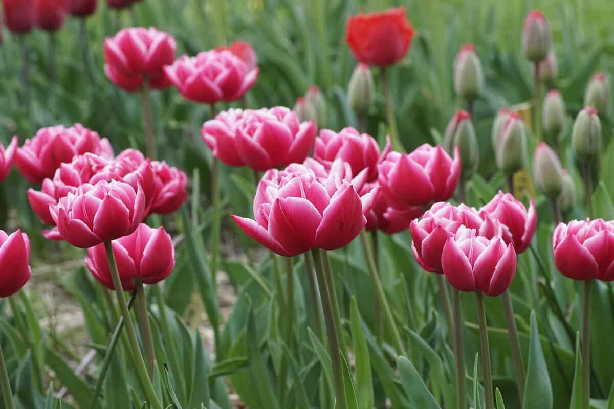 Roze met witte tulpen met lange steel, op een veld met gras.