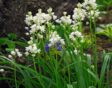 De kleine witte bloempjes van de Spaanse hyacint in de tuin.
