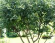 geen appels in de appelboom