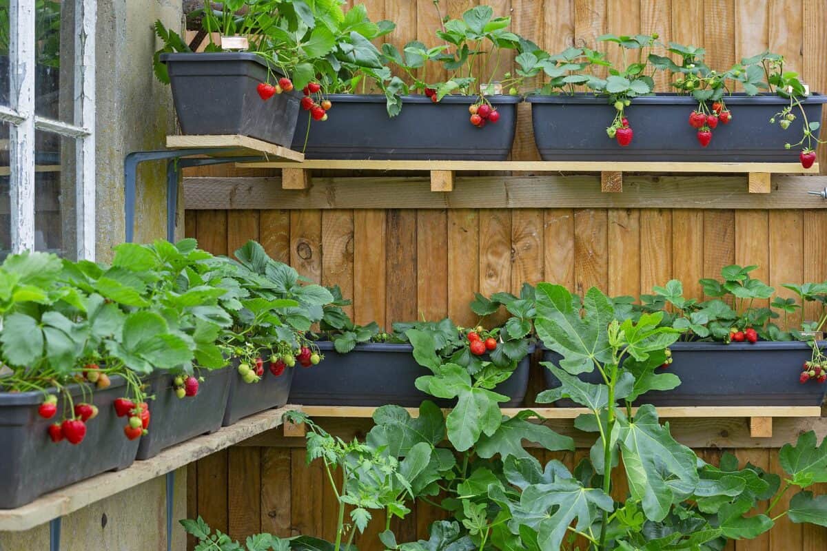 eetbare schutting met aardbeien in balkonbakken