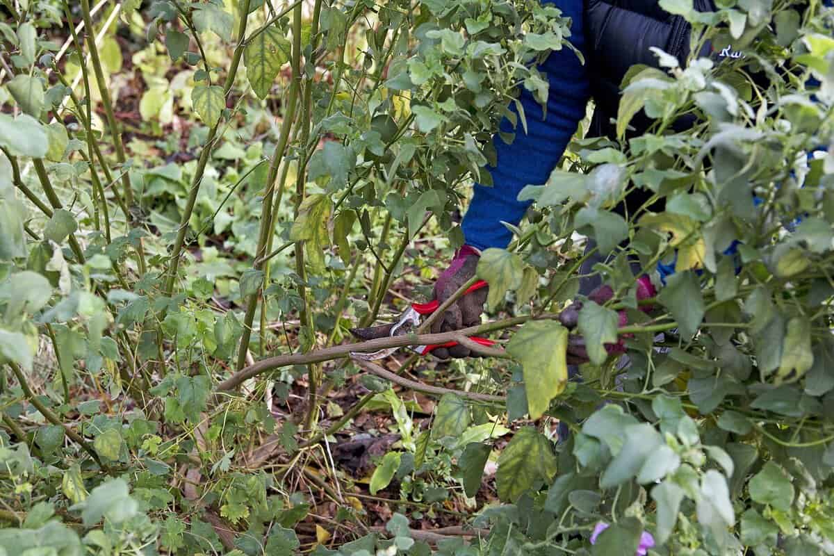 Lavatera snoeien voor de winter.