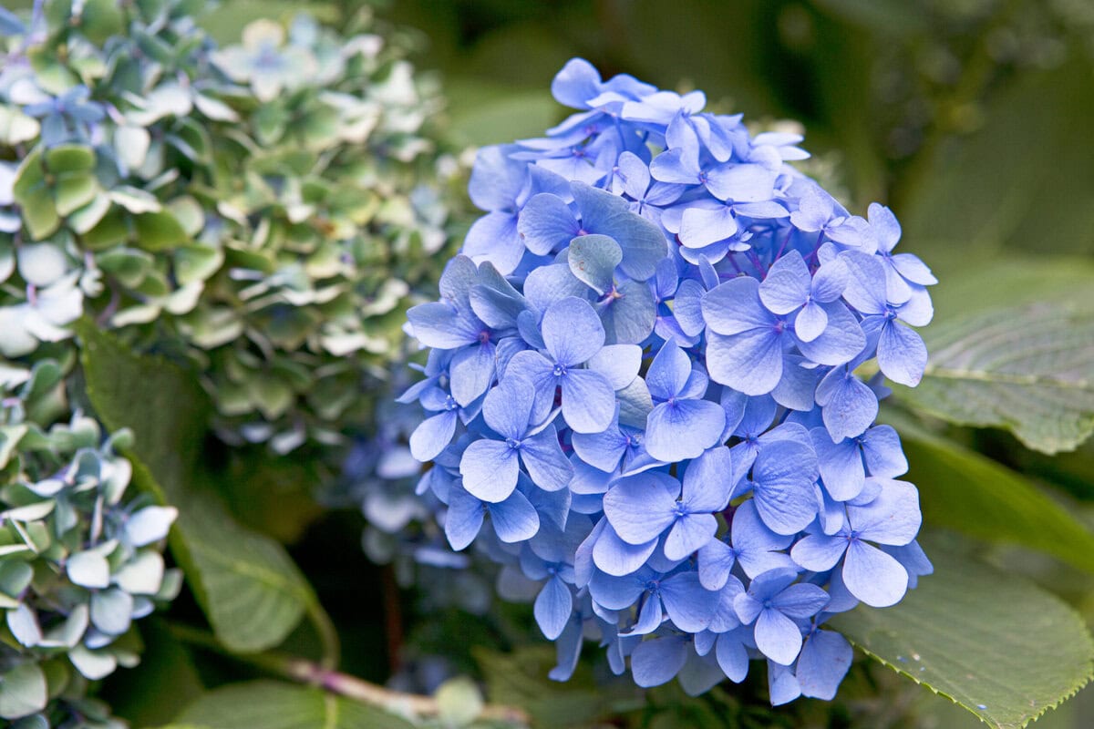 De zachtblauwe bloem van een boerenhortensia in de tuin.