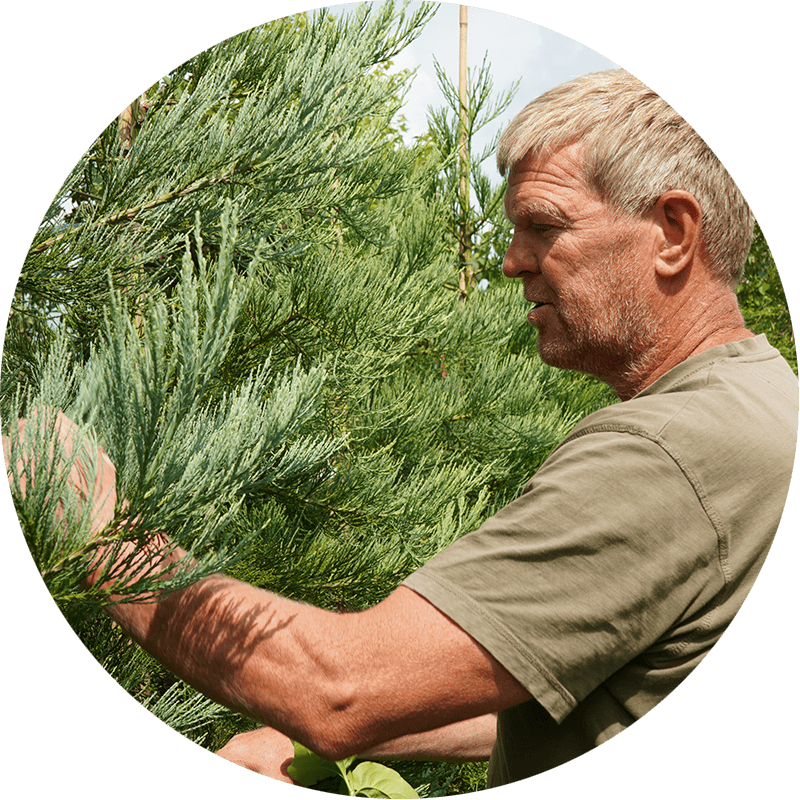 Boomkwekerij Albert Leemreize