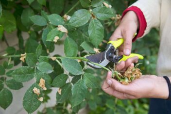 Iemand snoeit een klimroos die tegen de muur groeit.