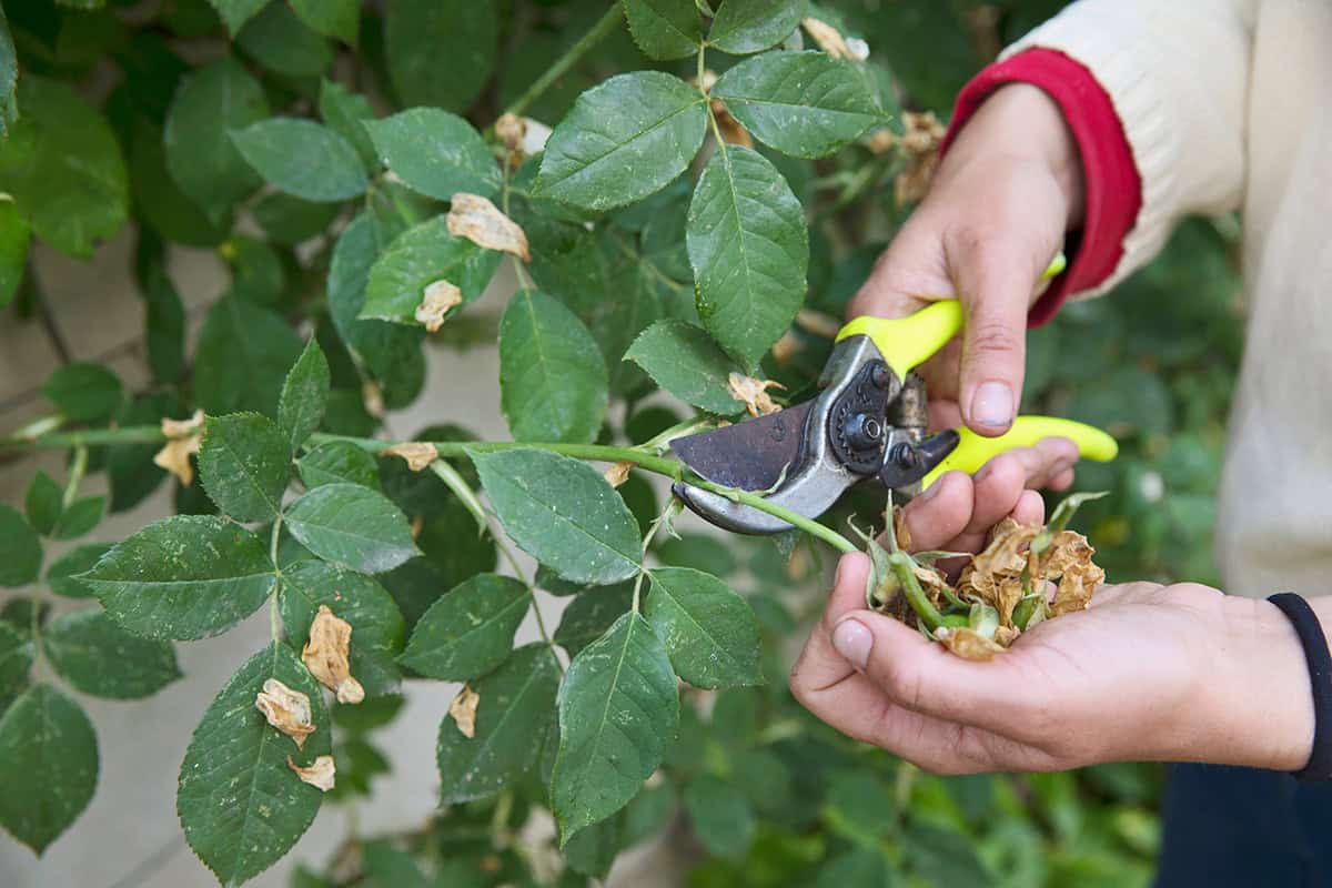 Klimroos wordt gesnoeid