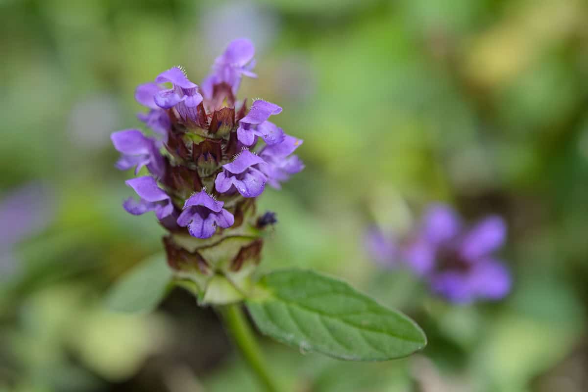 Gewone brunel in bloei